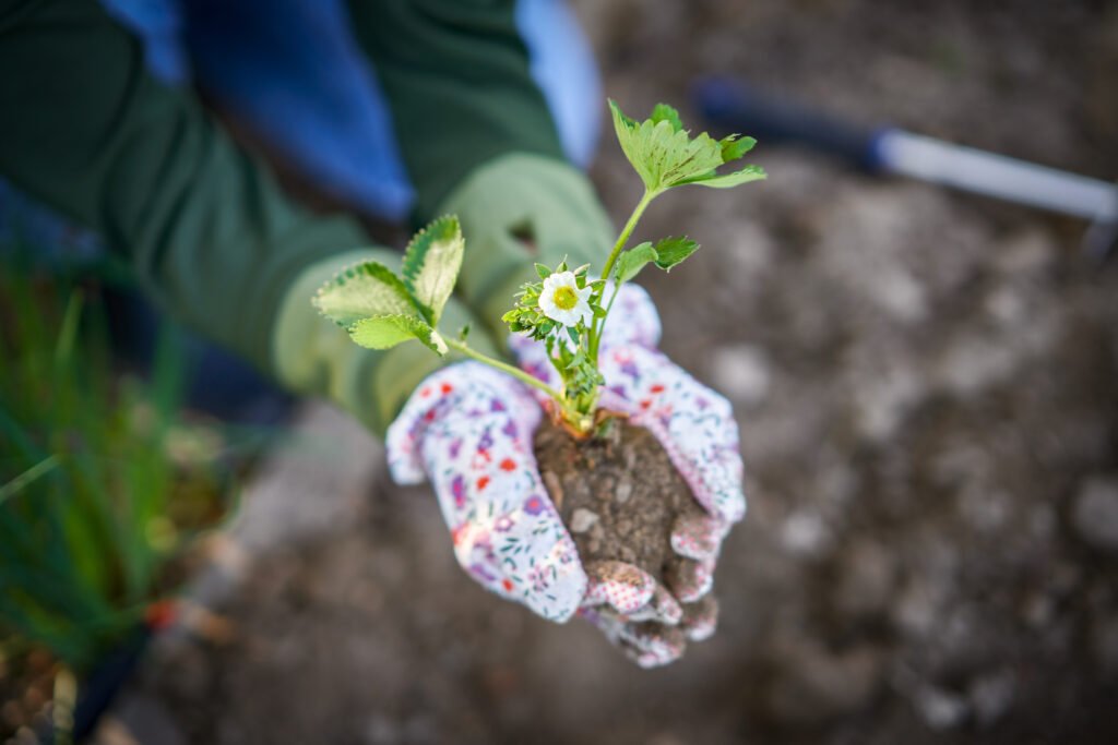 Young woman in the garden working on strawberry filed.