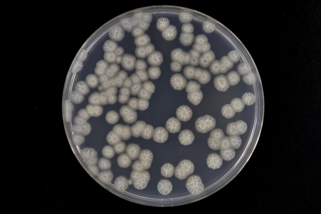 bacterial-colonies-grown-on-agar-plate-bacillus