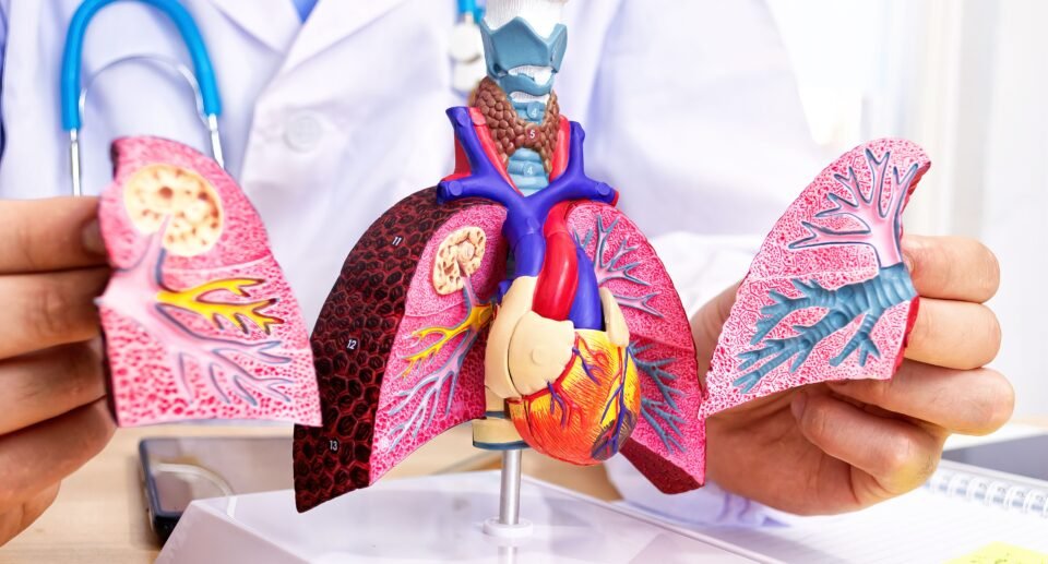 A closeup of the anatomical model of human lungs.